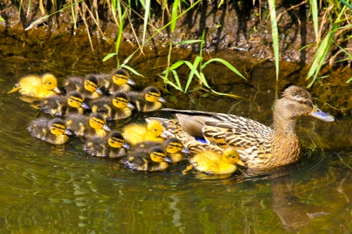 Entenfamilie_Andre-Möller